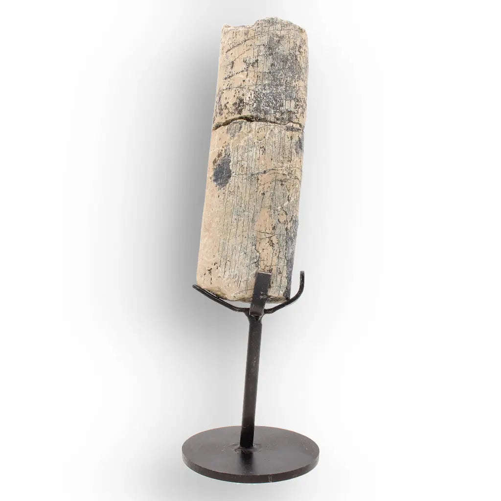 White River Megacerops Fossil Bone  Eocene Titanothere