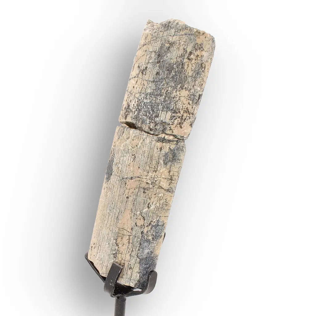 White River Megacerops Fossil Bone  Eocene Titanothere