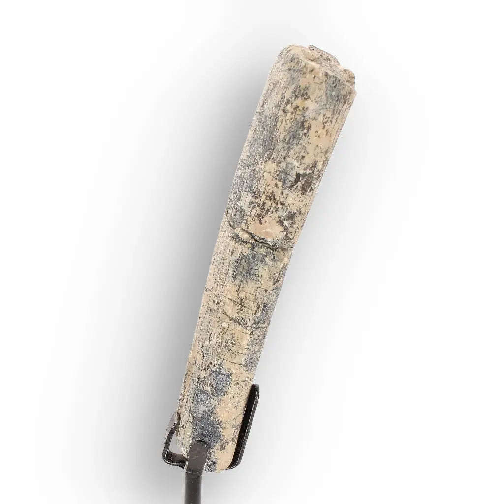 White River Megacerops Fossil Bone  Eocene Titanothere