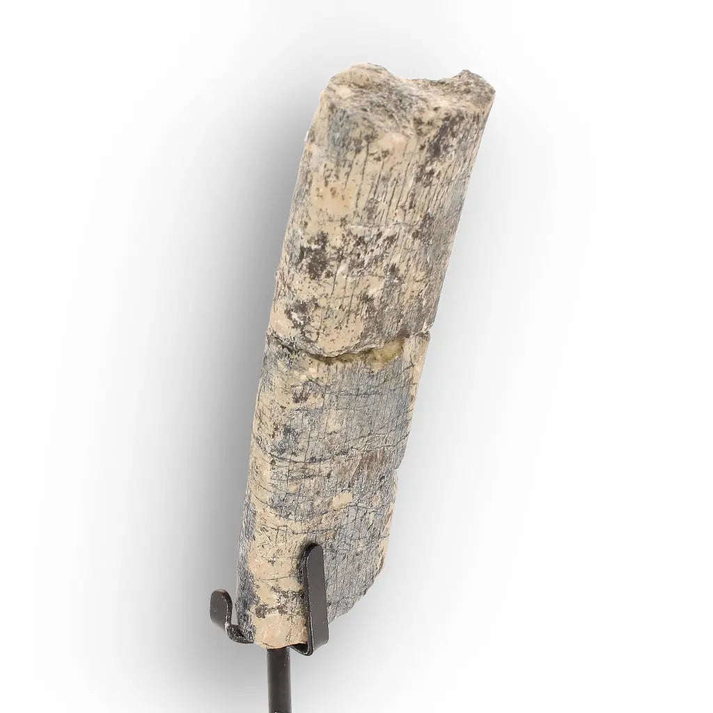 White River Megacerops Fossil Bone  Eocene Titanothere