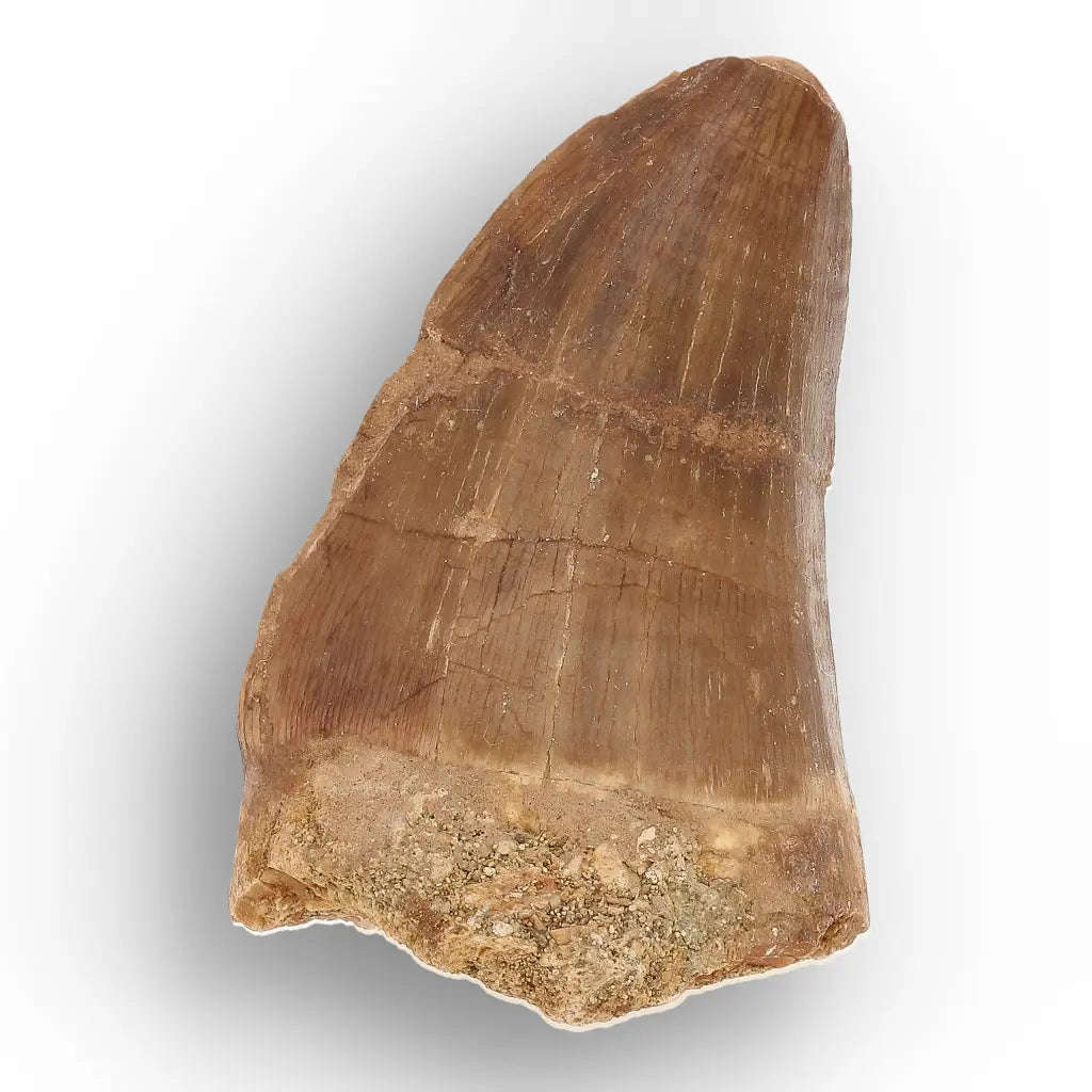 Authentic Mosasaur Tooth Fossil from Morocco