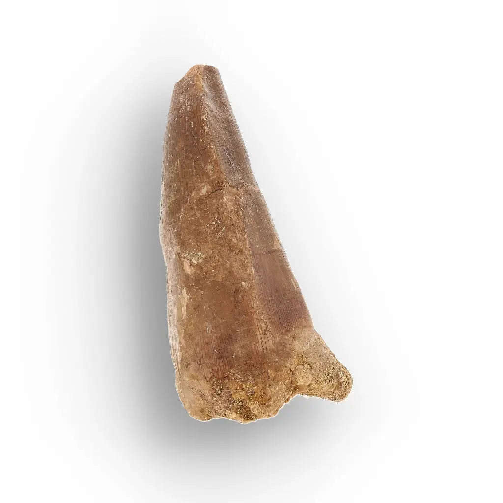 Authentic Mosasaur Tooth Fossil from Morocco