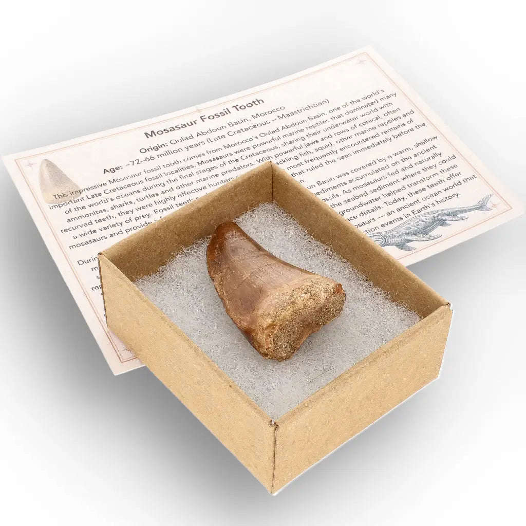 Authentic Mosasaur Tooth Fossil from Morocco