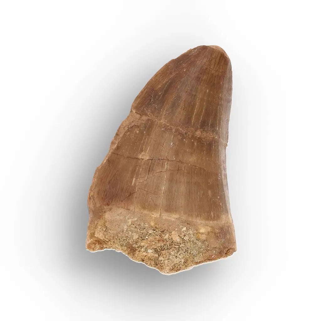 Authentic Mosasaur Tooth Fossil from Morocco