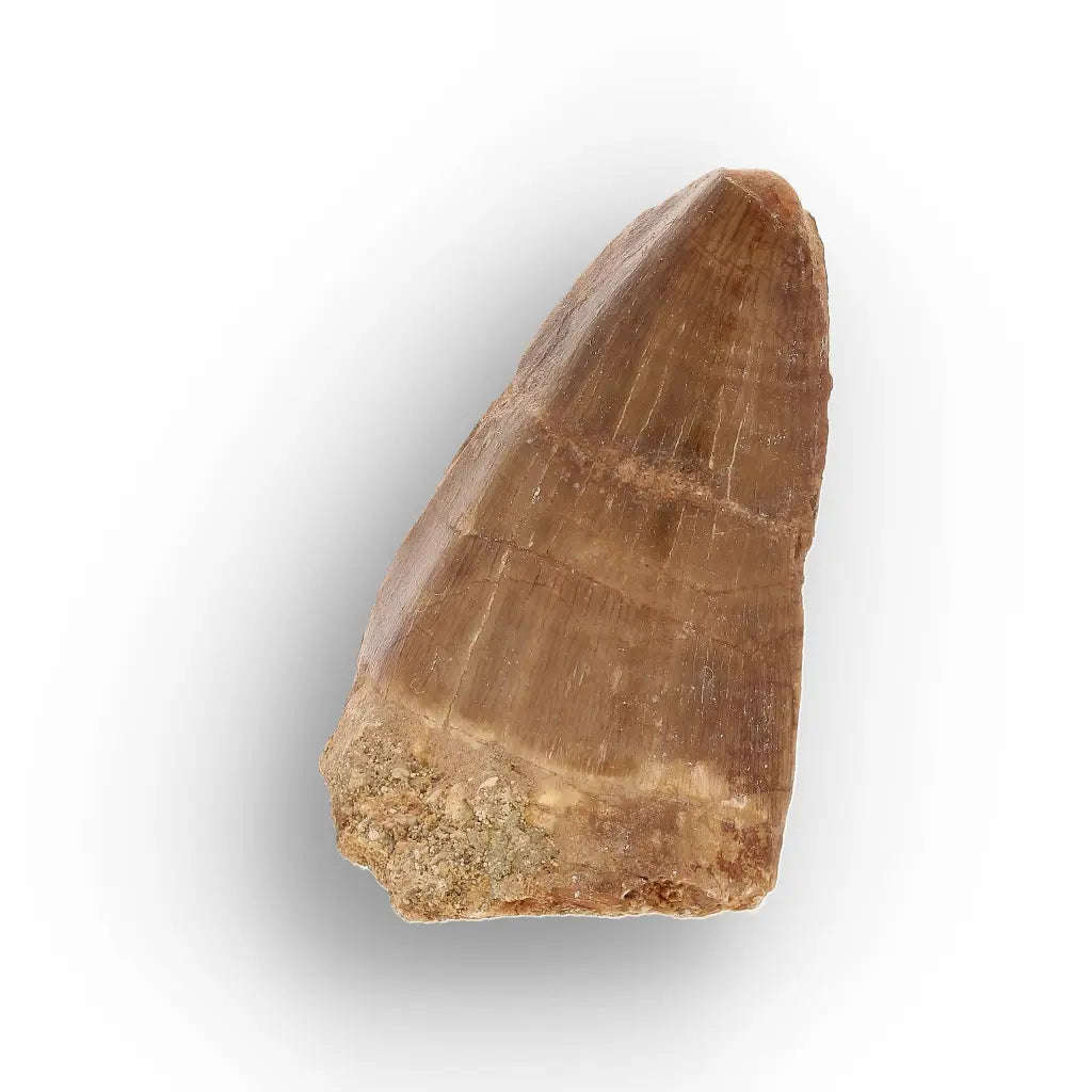 Authentic Mosasaur Tooth Fossil from Morocco