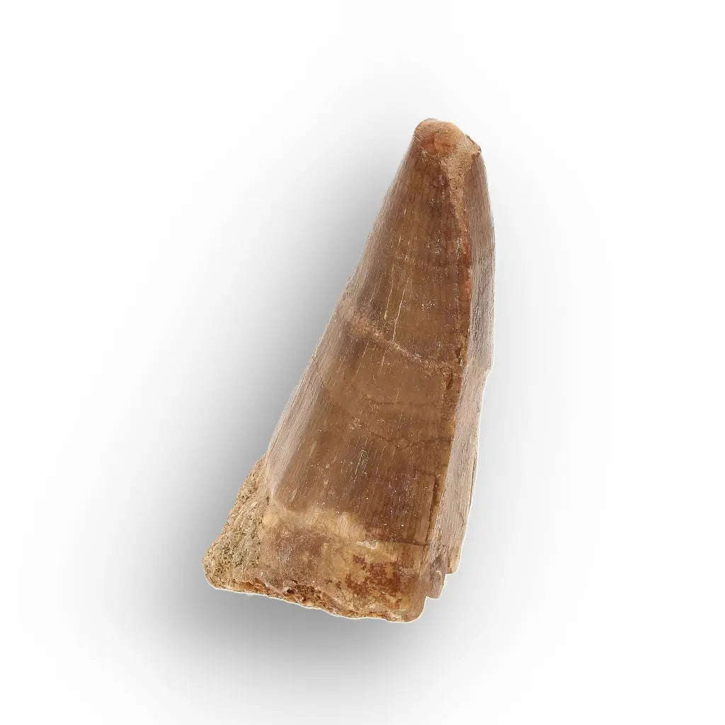 Authentic Mosasaur Tooth Fossil from Morocco
