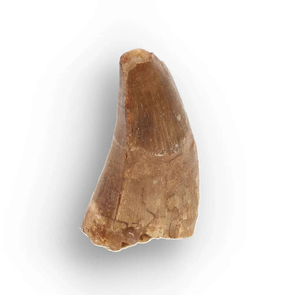 Authentic Mosasaur Tooth Fossil from Morocco