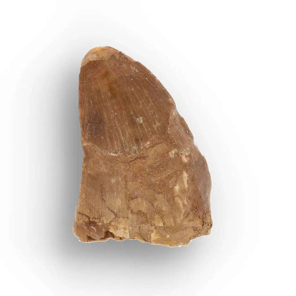 Authentic Mosasaur Tooth Fossil from Morocco