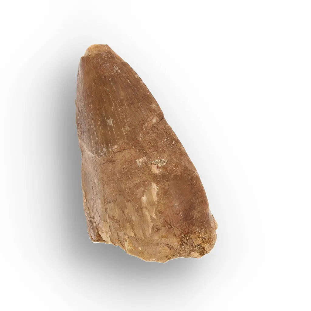 Authentic Mosasaur Tooth Fossil from Morocco