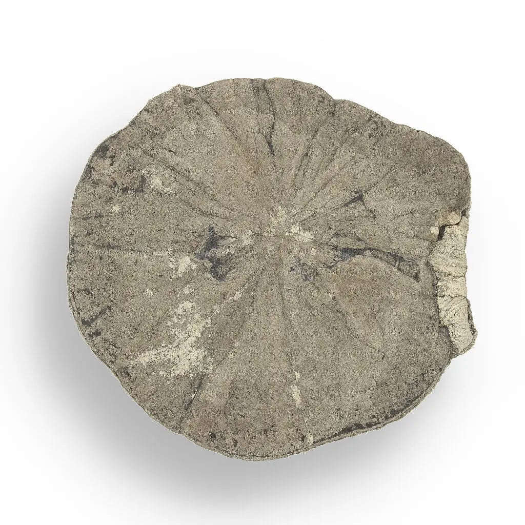 Pyrite Sun: Rare Illinois Mineral with Golden Brilliance