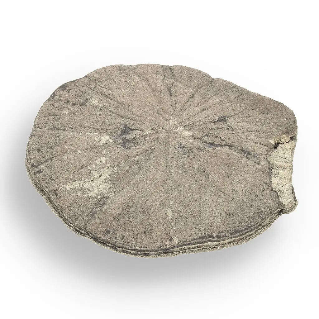 Pyrite Sun: Rare Illinois Mineral with Golden Brilliance