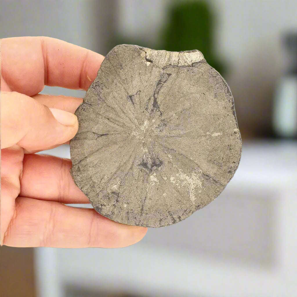 Pyrite Sun: Rare Illinois Mineral with Golden Brilliance