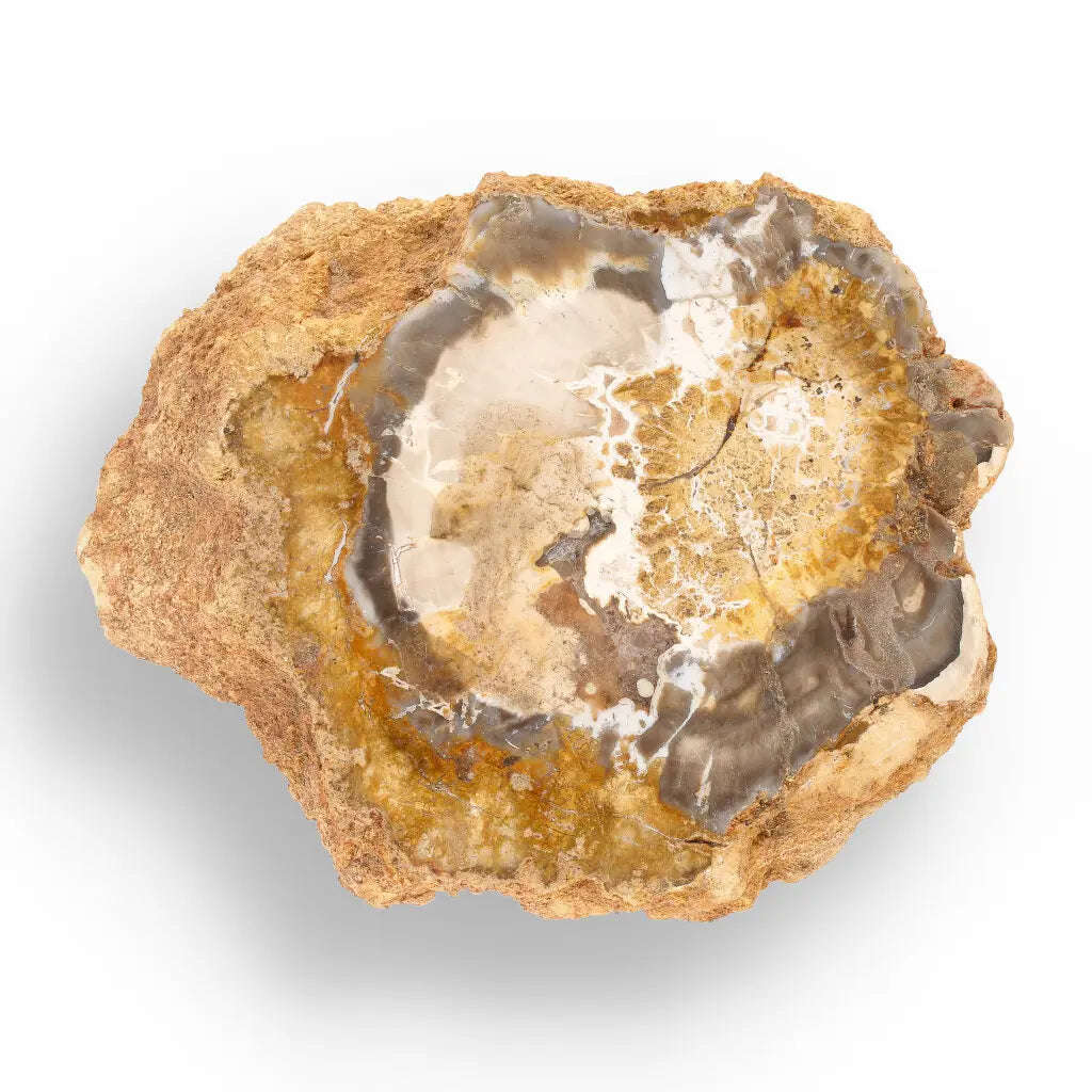 Polished Petrified Wood Slice from Mahajanga, Madagascar