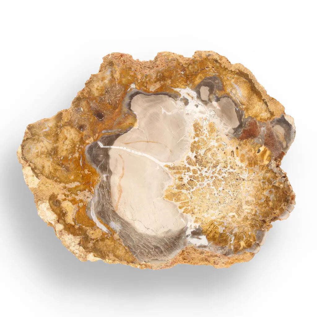 Polished Petrified Wood Slice from Mahajanga, Madagascar