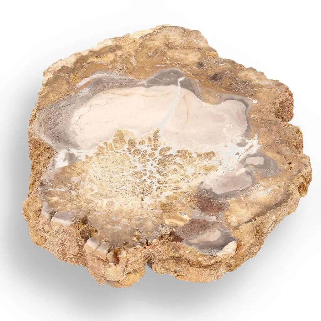 Polished Petrified Wood Slice from Mahajanga, Madagascar