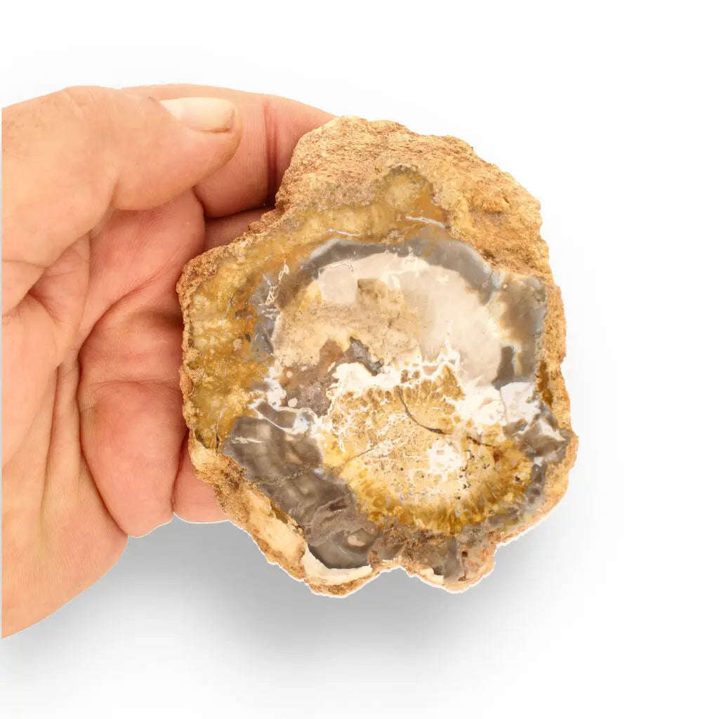 Polished Petrified Wood Slice from Mahajanga, Madagascar