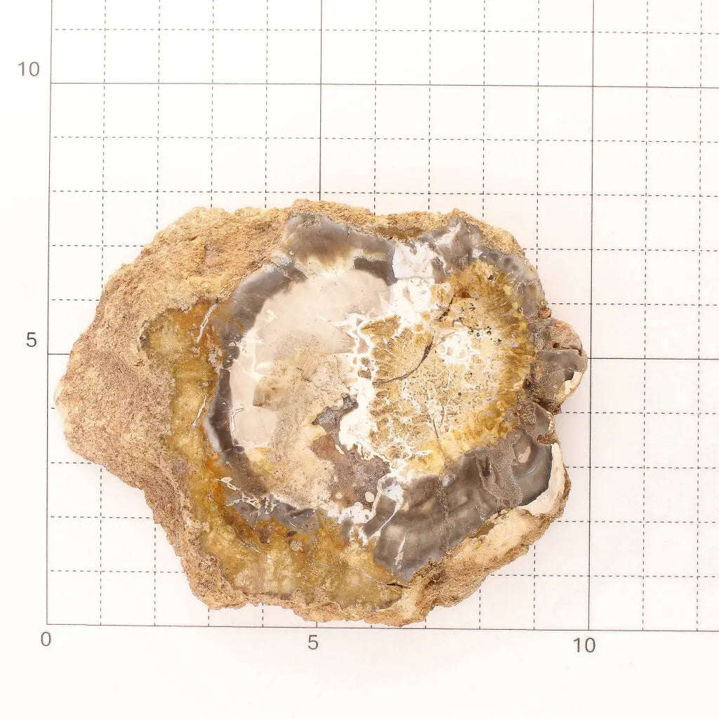 Polished Petrified Wood Slice from Mahajanga, Madagascar