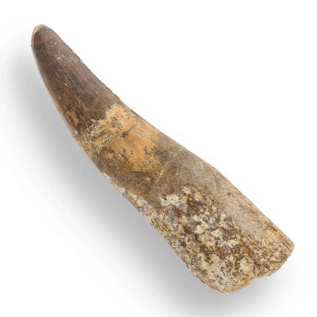 122mm Spinosaurus Tooth: Authentic Kem Kem Find