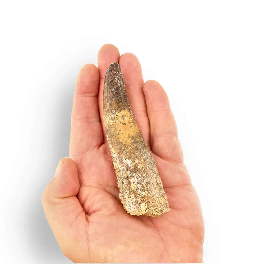 122mm Spinosaurus Tooth: Authentic Kem Kem Find