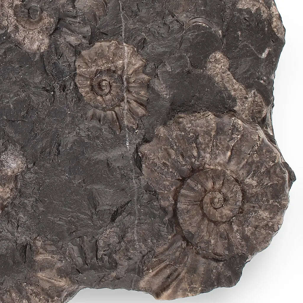 Rare Peruvian Ammonite Fossil Cluster - Early Jurassic