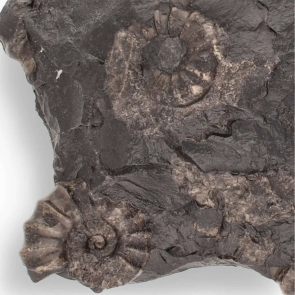 Rare Peruvian Ammonite Fossil Cluster - Early Jurassic