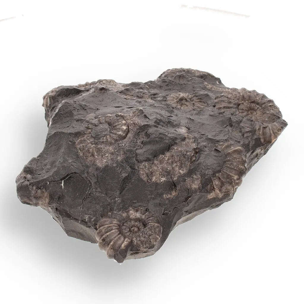 Rare Peruvian Ammonite Fossil Cluster - Early Jurassic