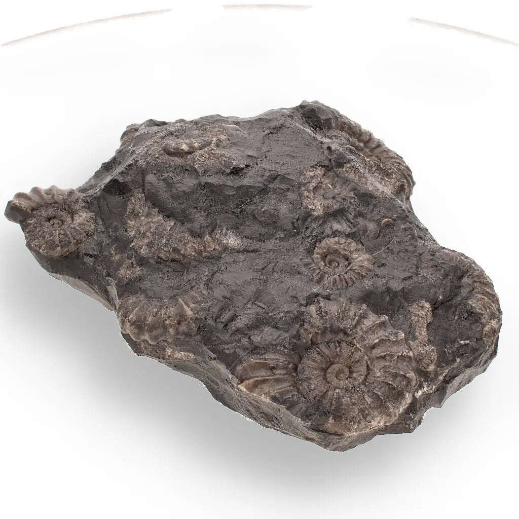 Rare Peruvian Ammonite Fossil Cluster - Early Jurassic