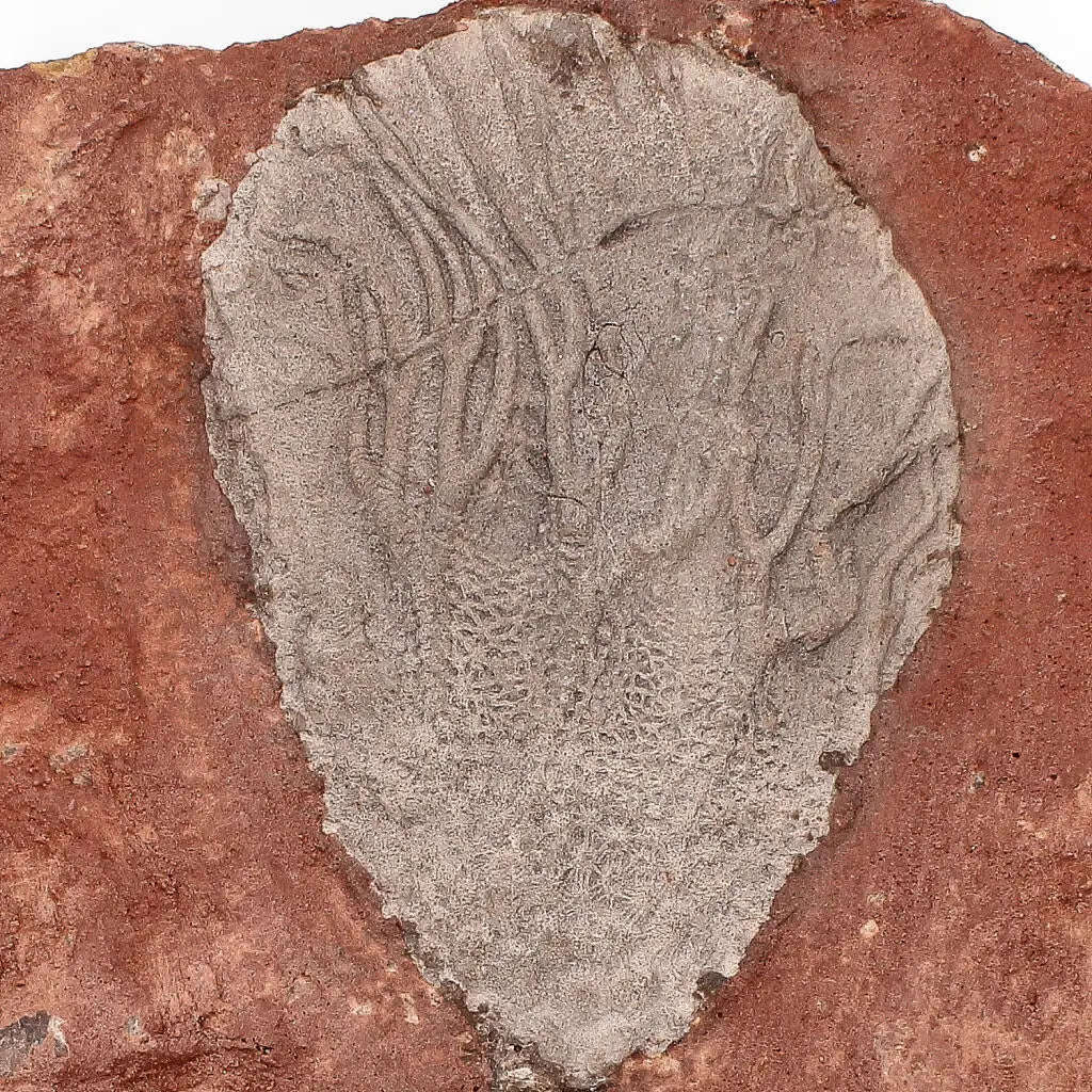 Ancient Silurian Crinoid Plate  Scyphocrinites Elegans from Morocco