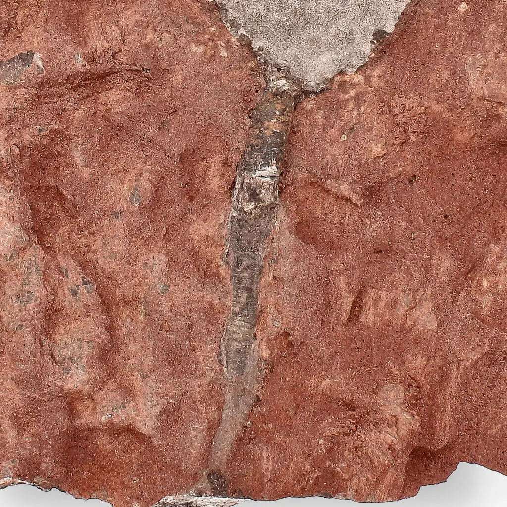 Ancient Silurian Crinoid Plate  Scyphocrinites Elegans from Morocco