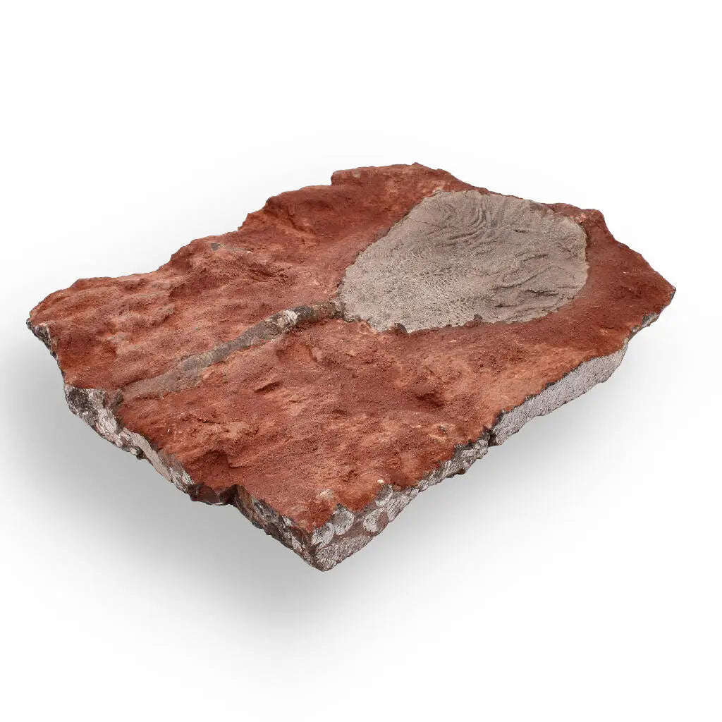 Ancient Silurian Crinoid Plate  Scyphocrinites Elegans from Morocco