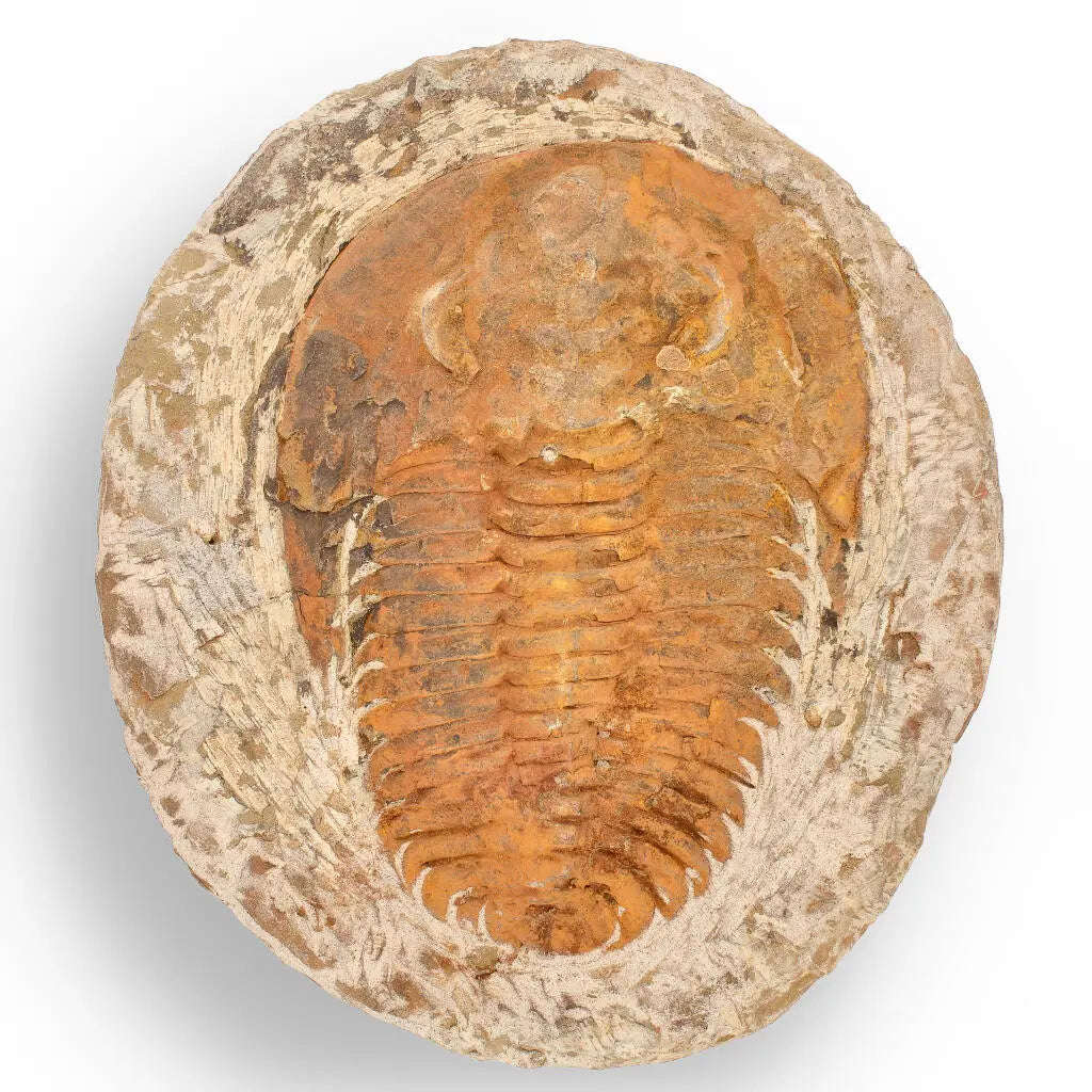 Cambropallas Trilobite with Perfect Positive-Negative Split  509 MYA