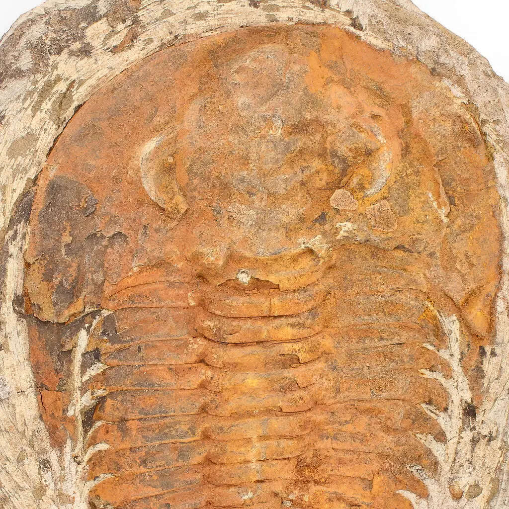 Cambropallas Trilobite with Perfect Positive-Negative Split  509 MYA