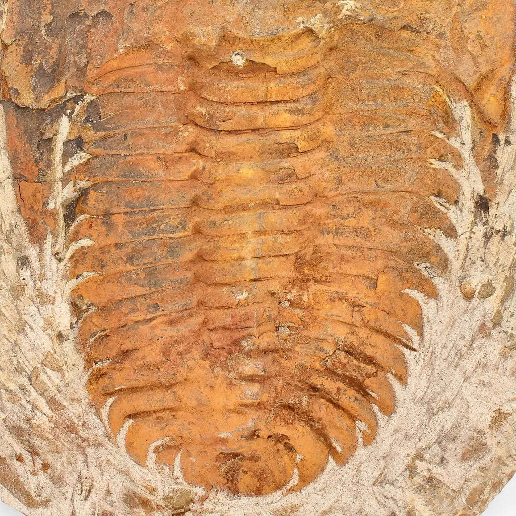 Cambropallas Trilobite with Perfect Positive-Negative Split  509 MYA