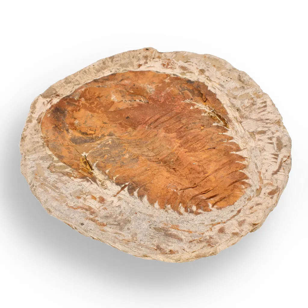 Cambropallas Trilobite with Perfect Positive-Negative Split  509 MYA