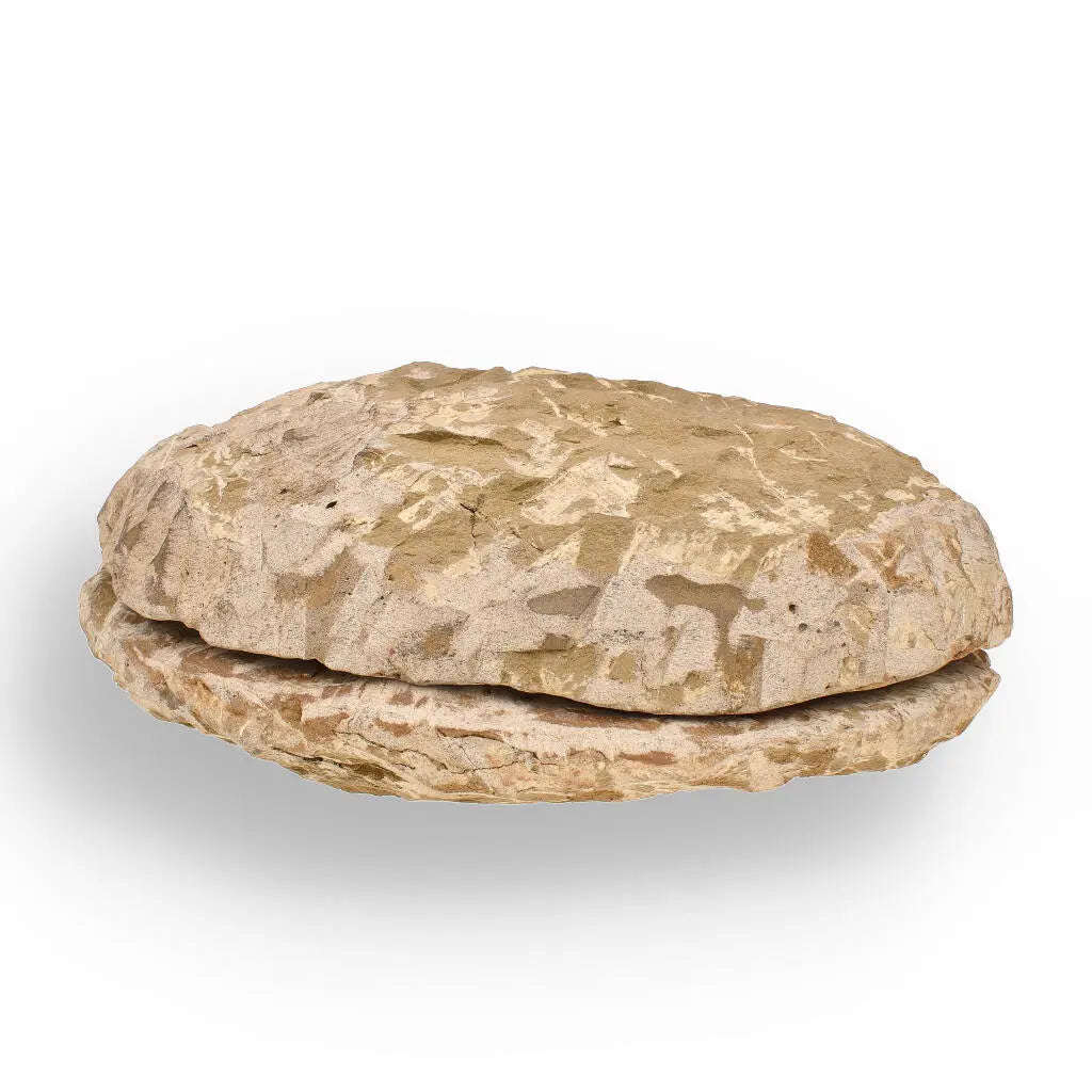 Cambropallas Trilobite with Perfect Positive-Negative Split  509 MYA