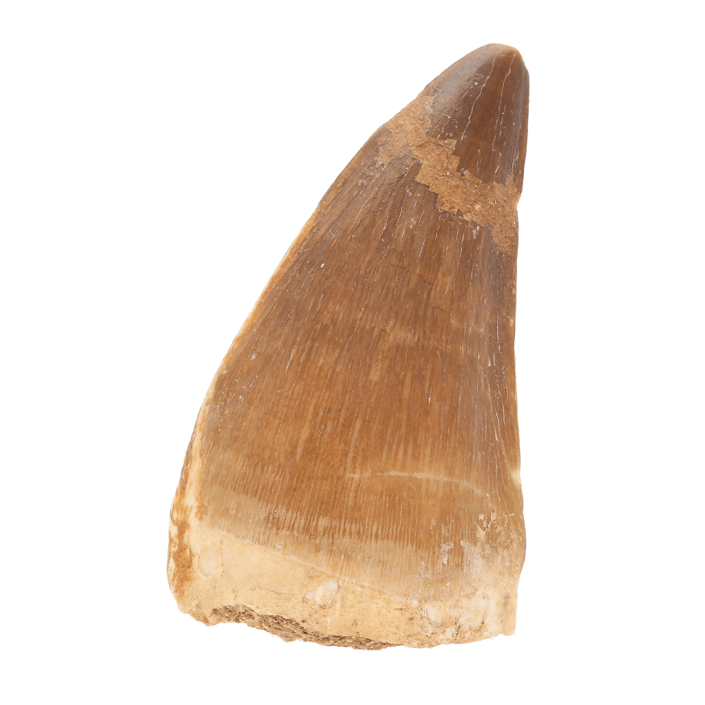 Prehistoric Mosasaur Tooth Fossil  Prognathodon from Khouribga