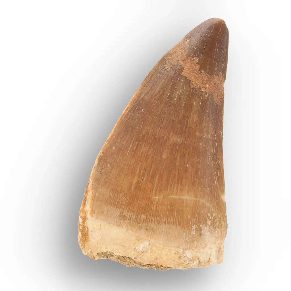Prehistoric Mosasaur Tooth Fossil  Prognathodon from Khouribga