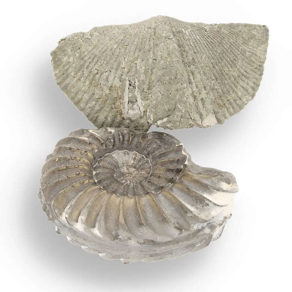 Pyritized Ammonite and Clam Shell Fossil - Golden Treasures from Ancient Seas