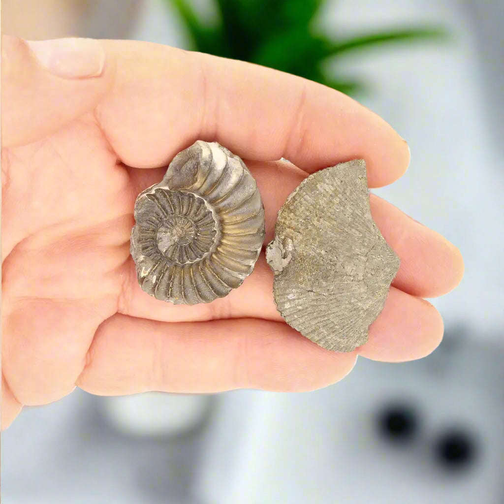 Pyritized Ammonite and Clam Shell Fossil - Golden Treasures from Ancient Seas