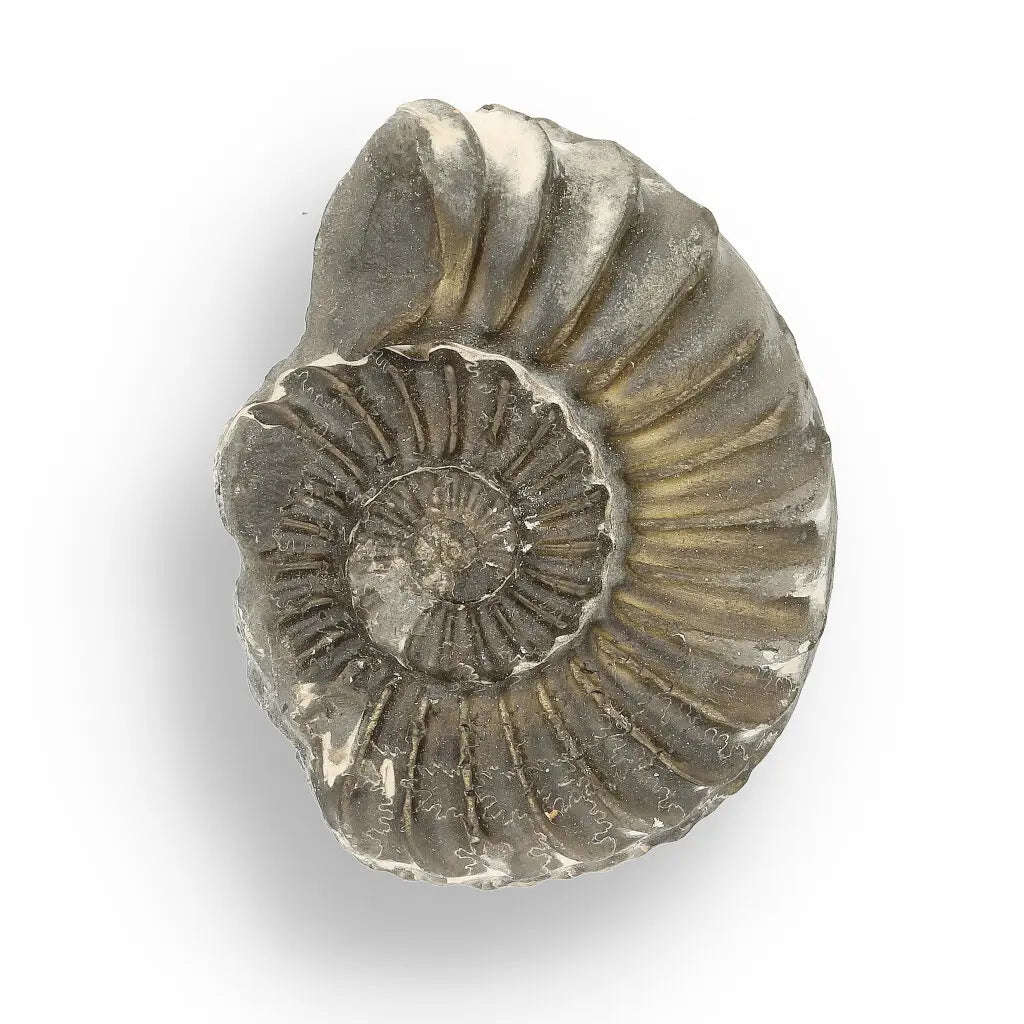 Pyritized Ammonite and Clam Shell Fossil - Golden Treasures from Ancient Seas