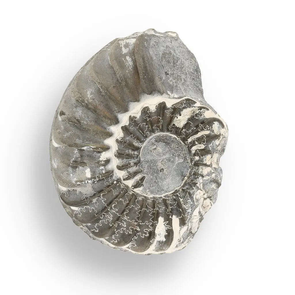 Pyritized Ammonite and Clam Shell Fossil - Golden Treasures from Ancient Seas