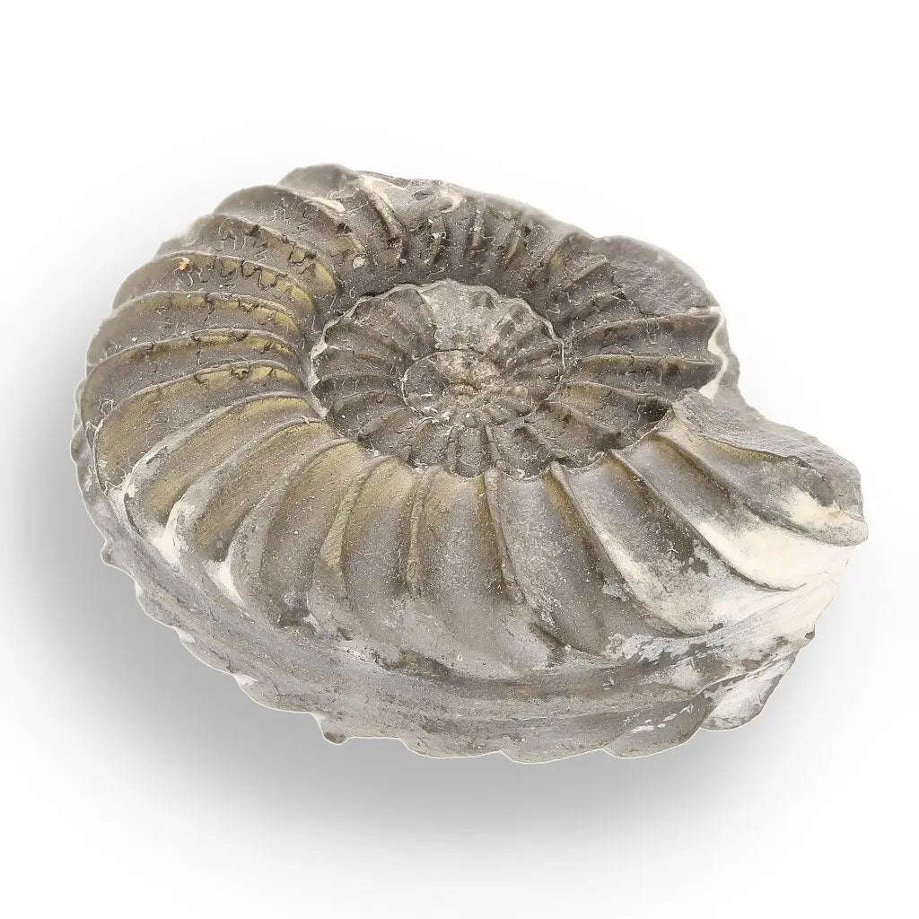 Pyritized Ammonite and Clam Shell Fossil - Golden Treasures from Ancient Seas