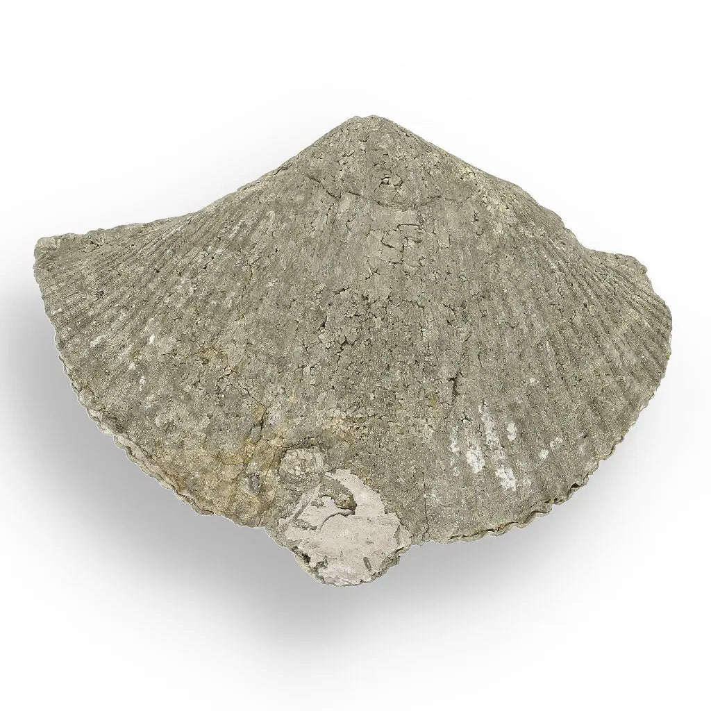 Pyritized Ammonite and Clam Shell Fossil - Golden Treasures from Ancient Seas