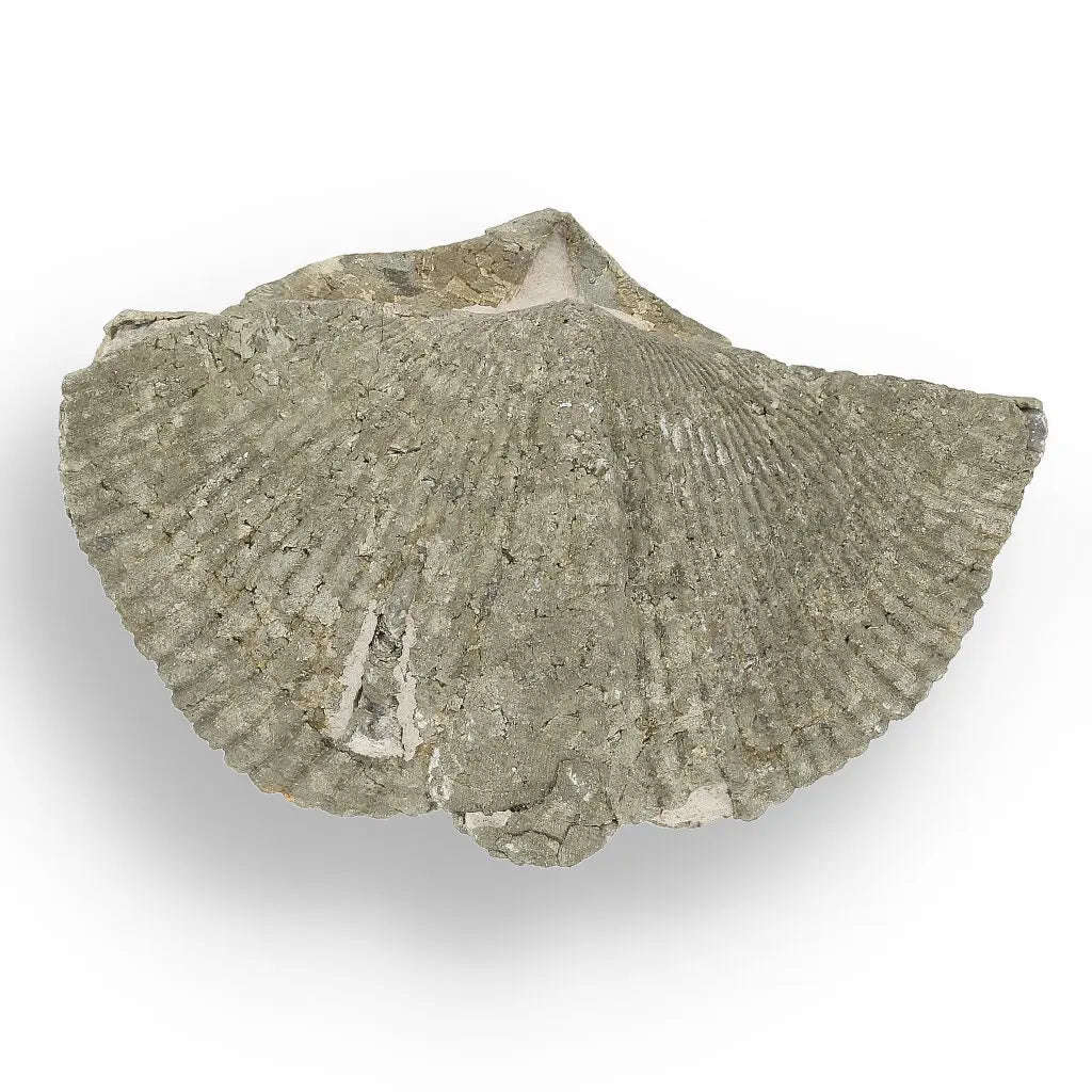 Pyritized Ammonite and Clam Shell Fossil - Golden Treasures from Ancient Seas