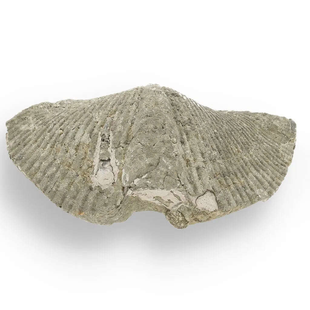 Pyritized Ammonite and Clam Shell Fossil - Golden Treasures from Ancient Seas