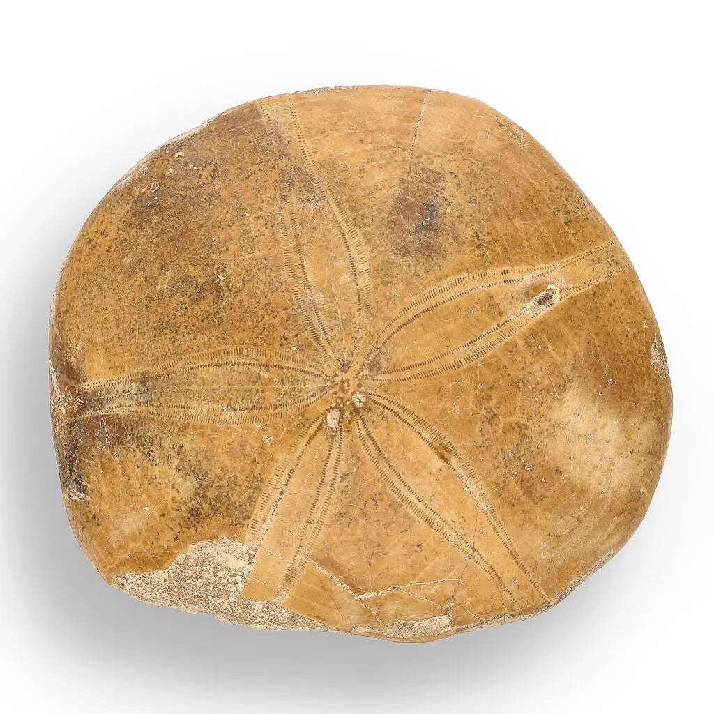 Fossilized Sand Dollar Keepsake Treasure