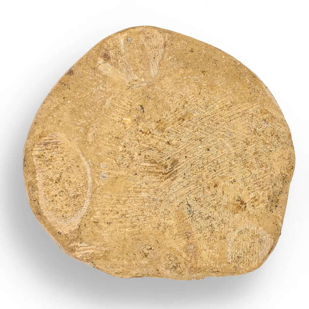 Fossilized Sand Dollar Keepsake Treasure