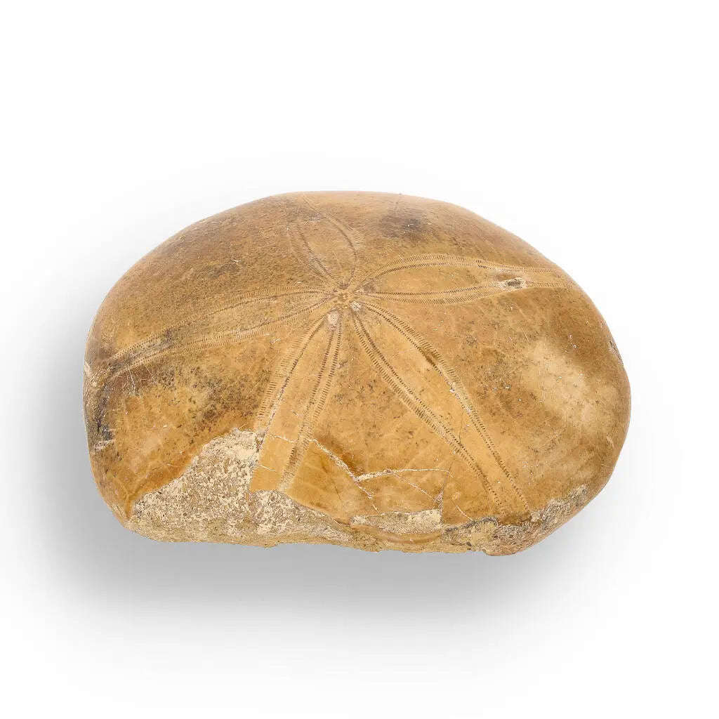 Fossilized Sand Dollar Keepsake Treasure