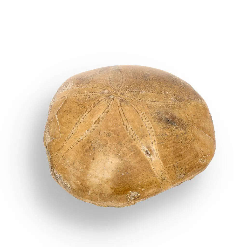 Fossilized Sand Dollar Keepsake Treasure