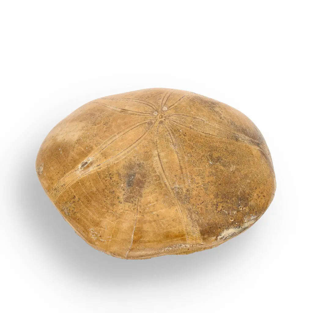 Fossilized Sand Dollar Keepsake Treasure